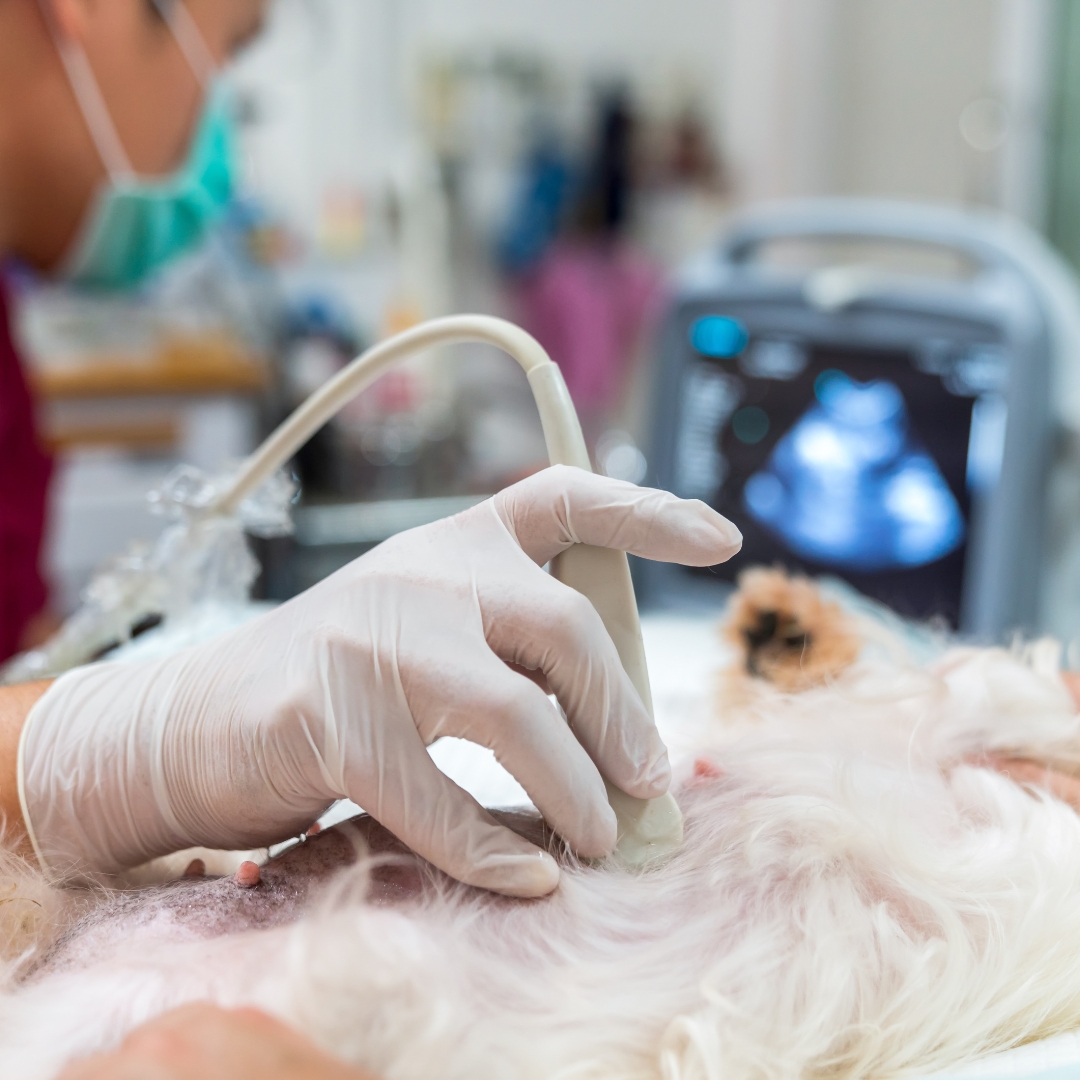 A vet doing an ultrasound on a dog