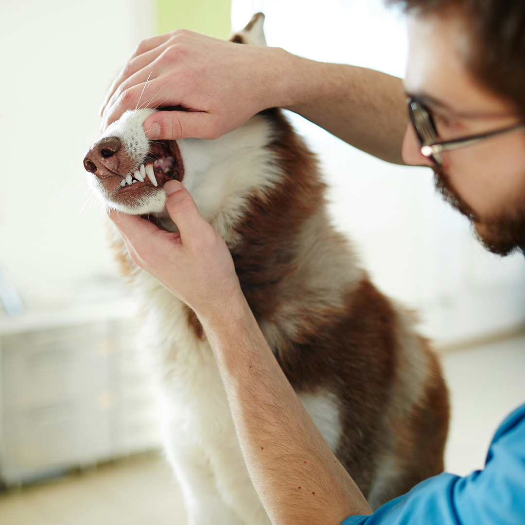A vet checking a dog's teeth
