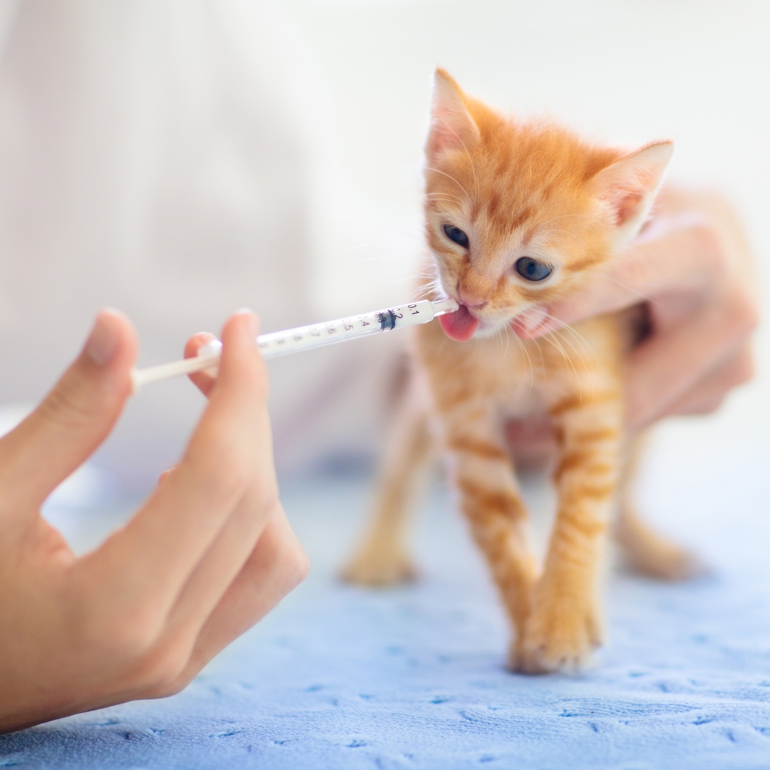 A kitten getting medicine from a vet