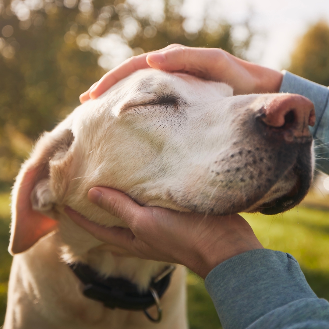 An old dog enjoying head rubs
