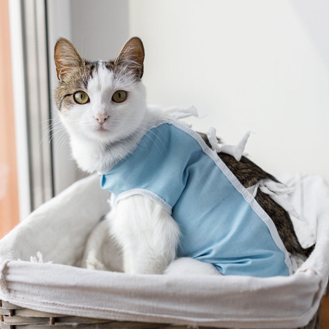 A cat in a surgery bib
