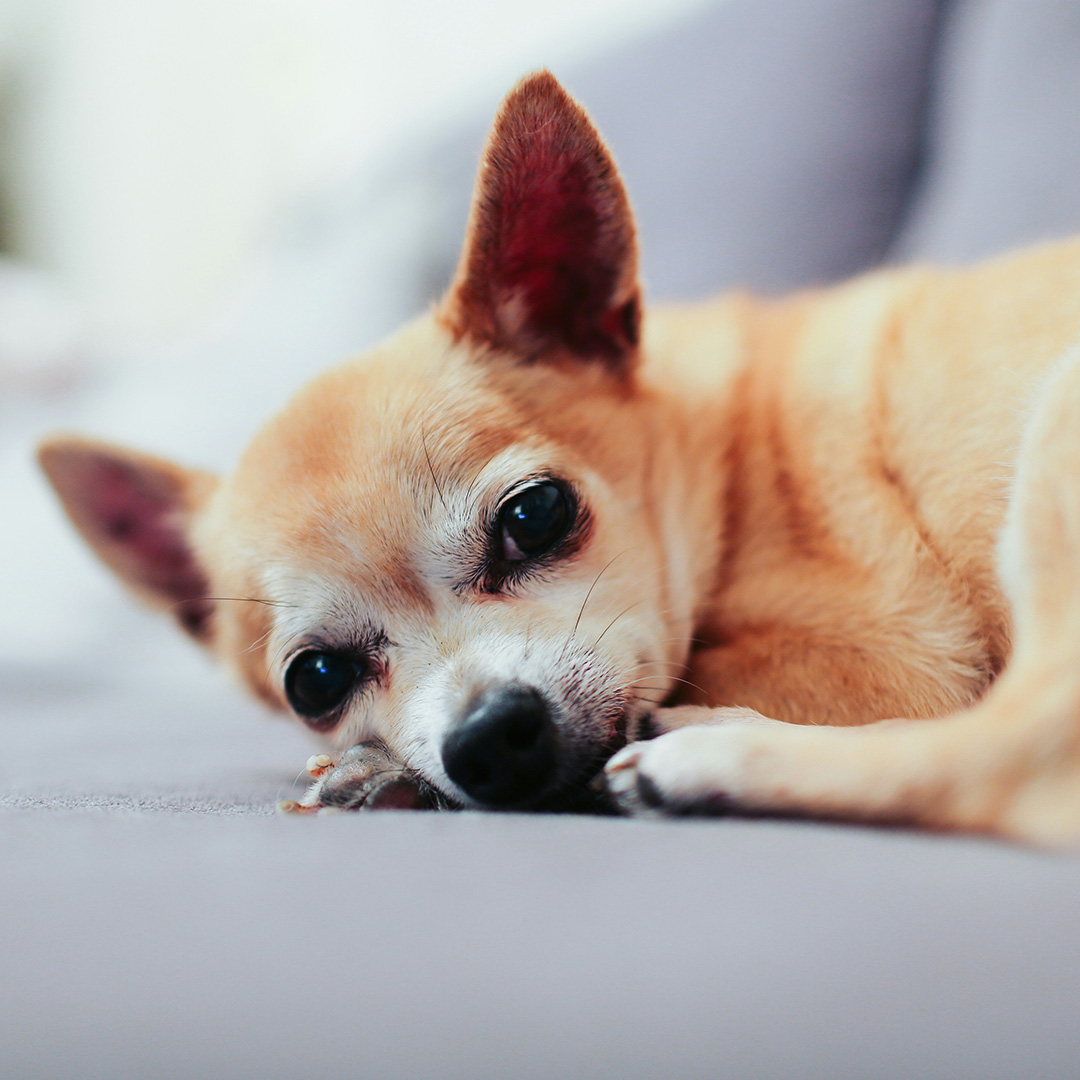 An old dog resting its head on a couch