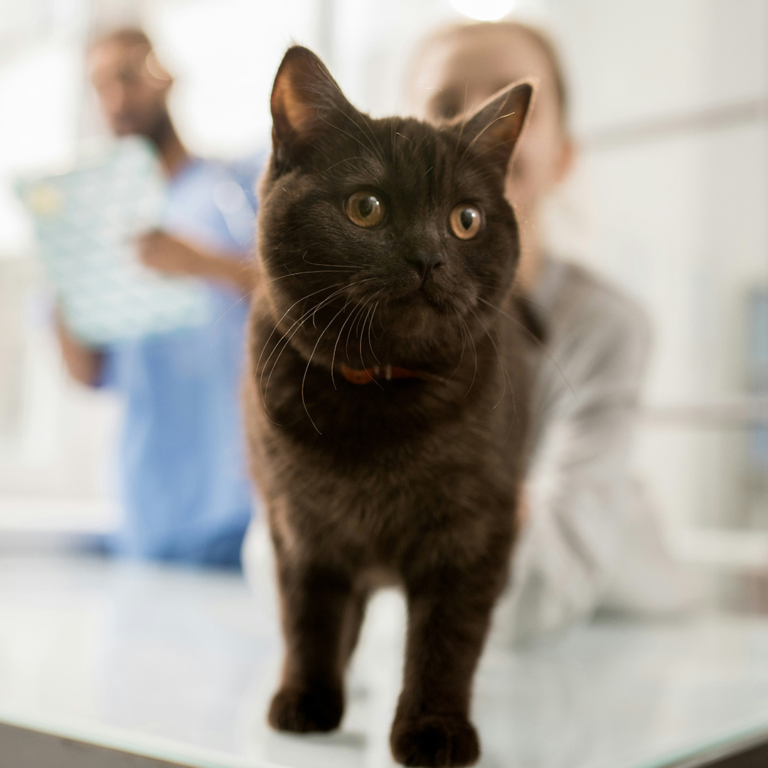 A black cat getting a check up at the vet