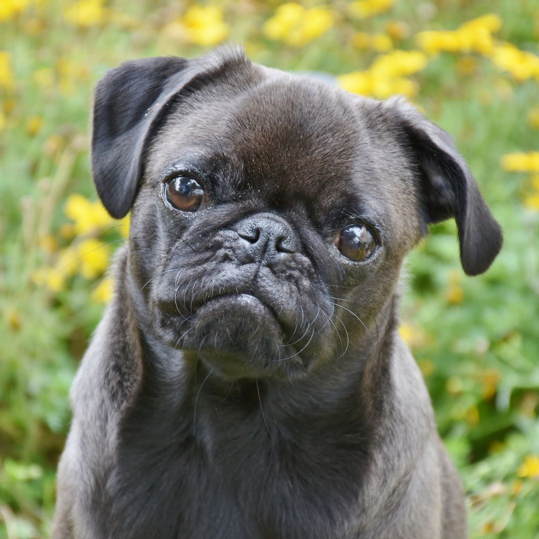 Close-up of a cute black pug