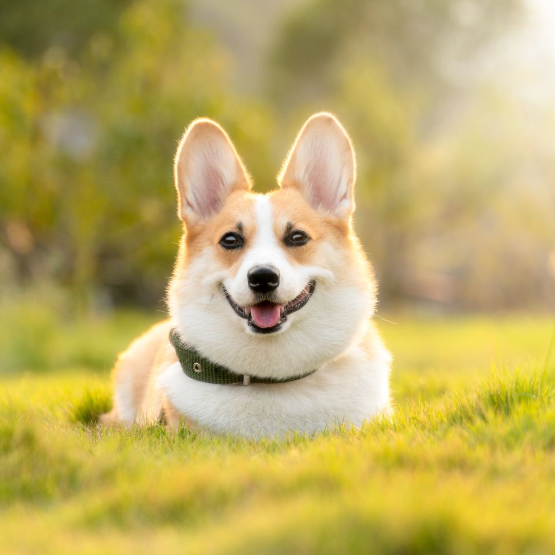A happy Corgi dog with a green collar sits on vibrant green grass. The sun creates a warm glow.