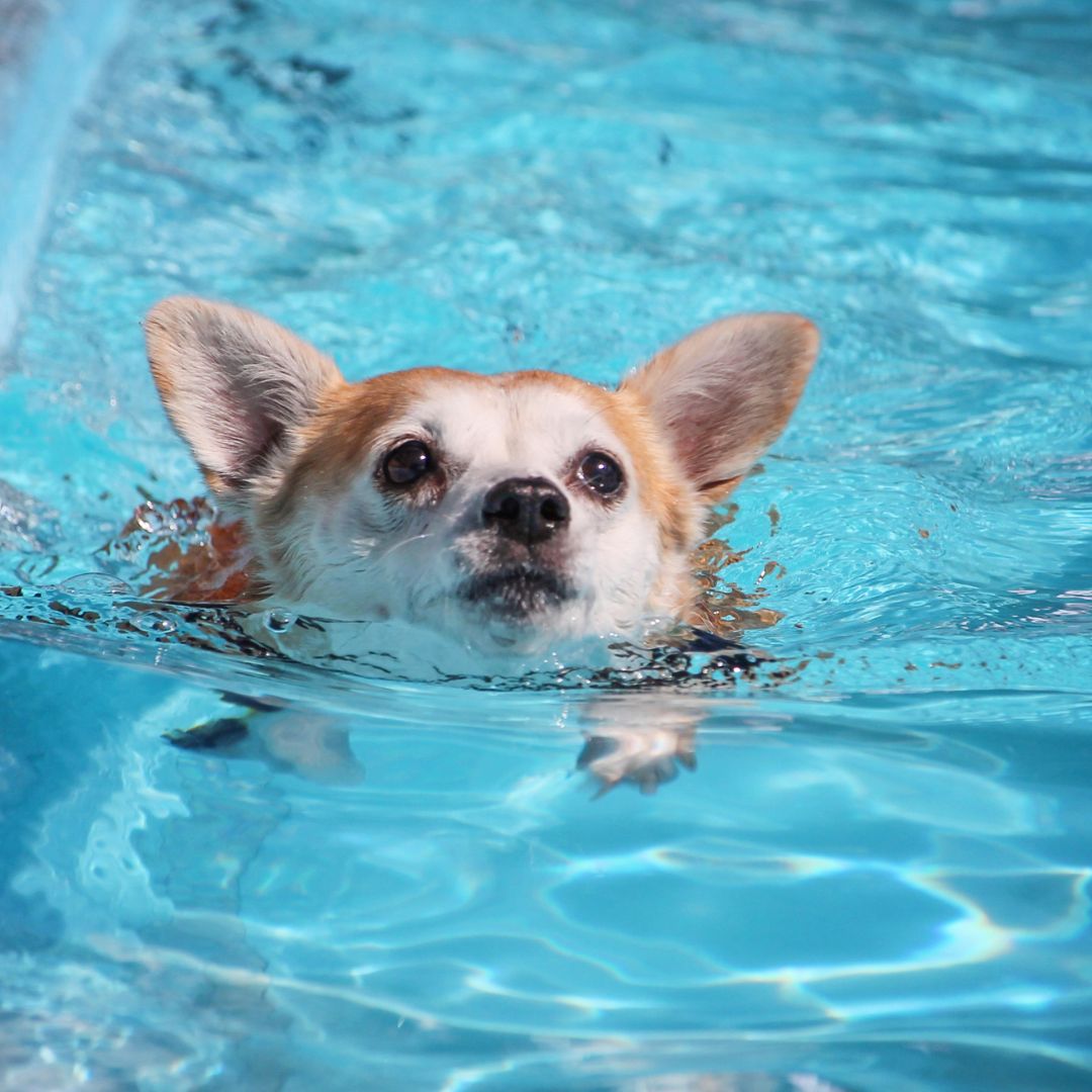 A small dog with tan and white fur is swimming in a clear blue pool.