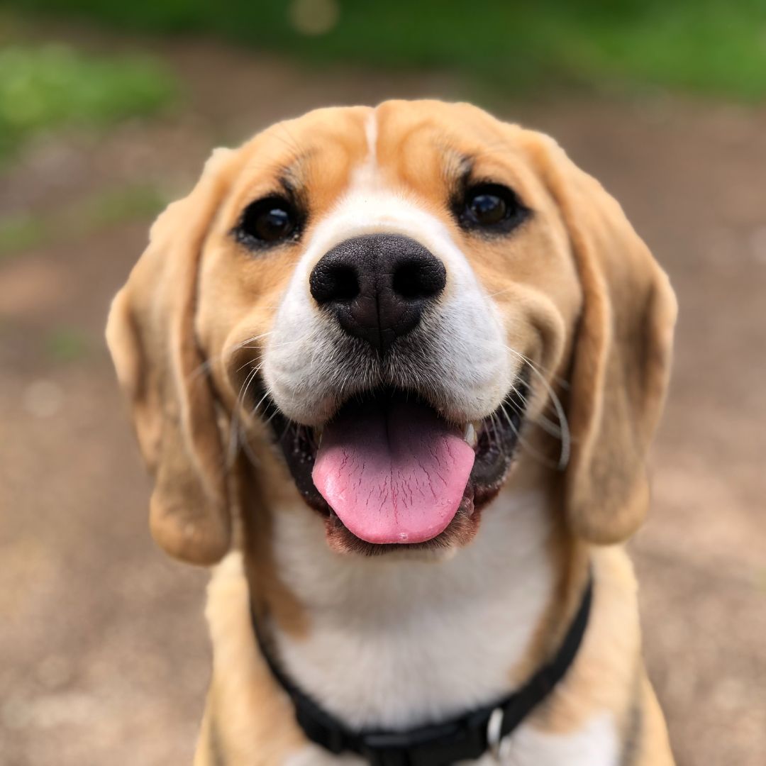 A happy beagle with floppy ears and a shiny black nose sits outdoors.