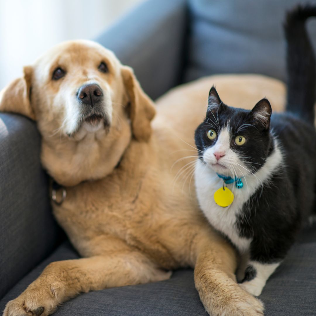 Dog and cat laying on couch together