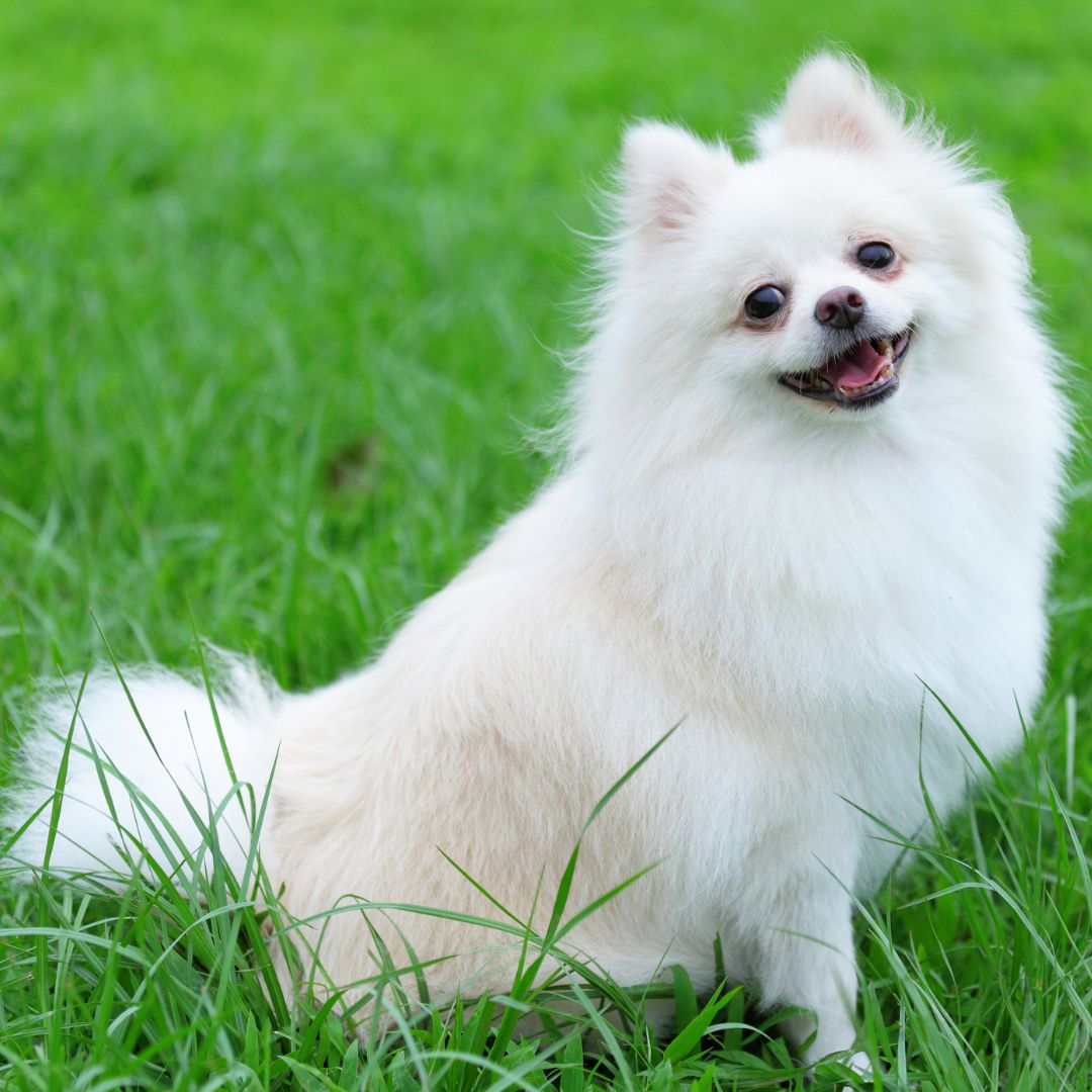 Fluffy white Pomeranian dog sitting on lush green grass.