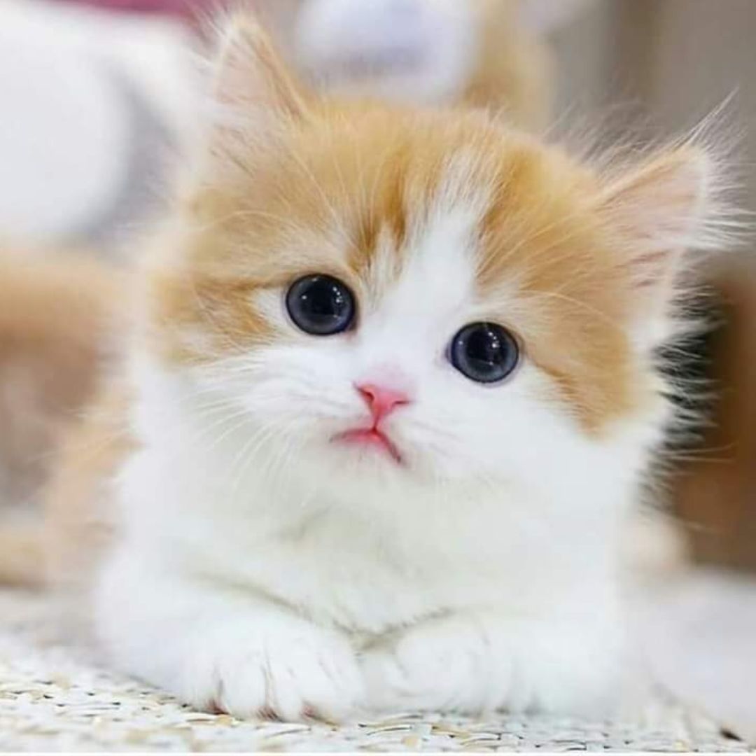 Orange and white fluffy kitten laying down
