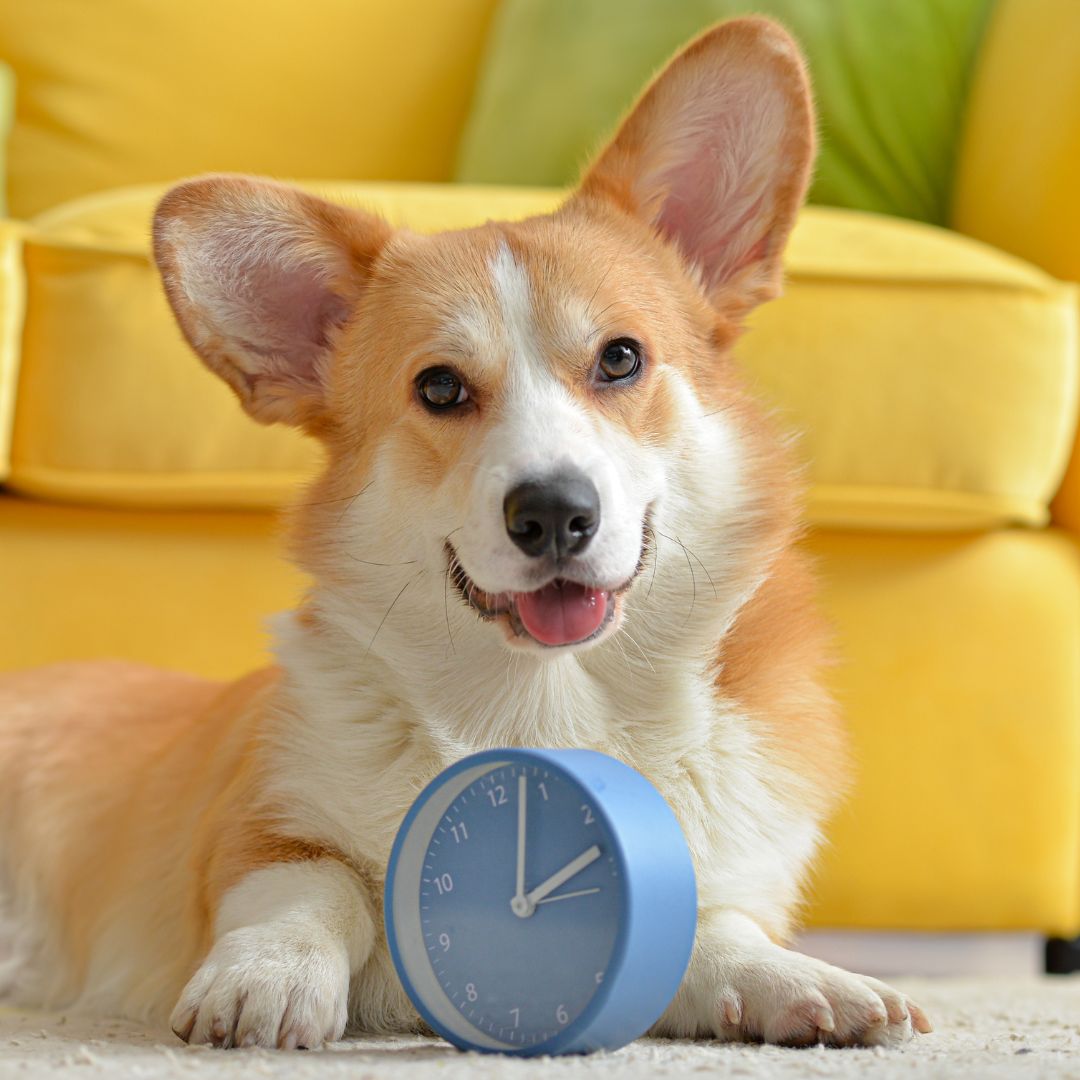 Smiling corgi with big ears lies on the floor, paws near a blue clock. A bright yellow sofa is blurred in the background.