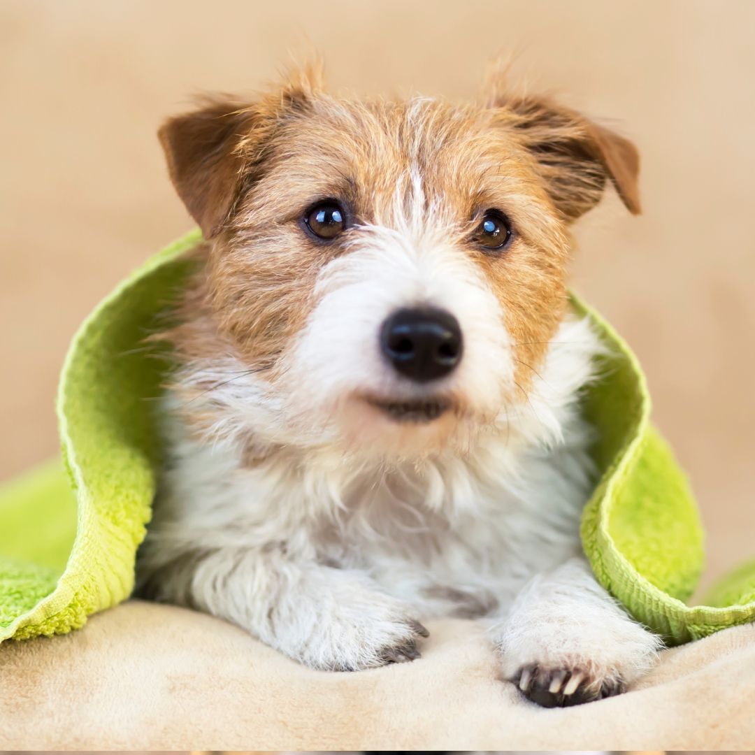 Terrier puppy wrapped in green towel
