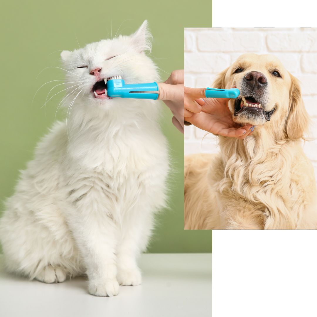 Cat and dog dental hygiene