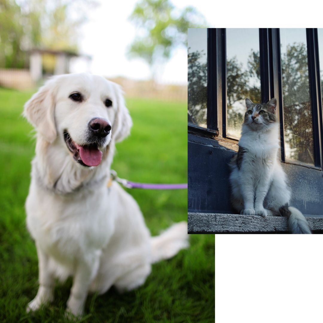 Dog cat collage outdoors