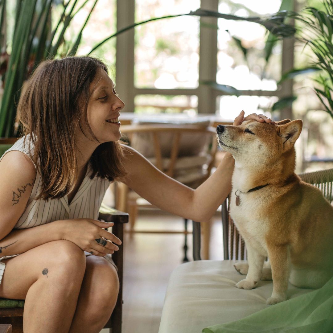 Dog enjoys gentle head pats.