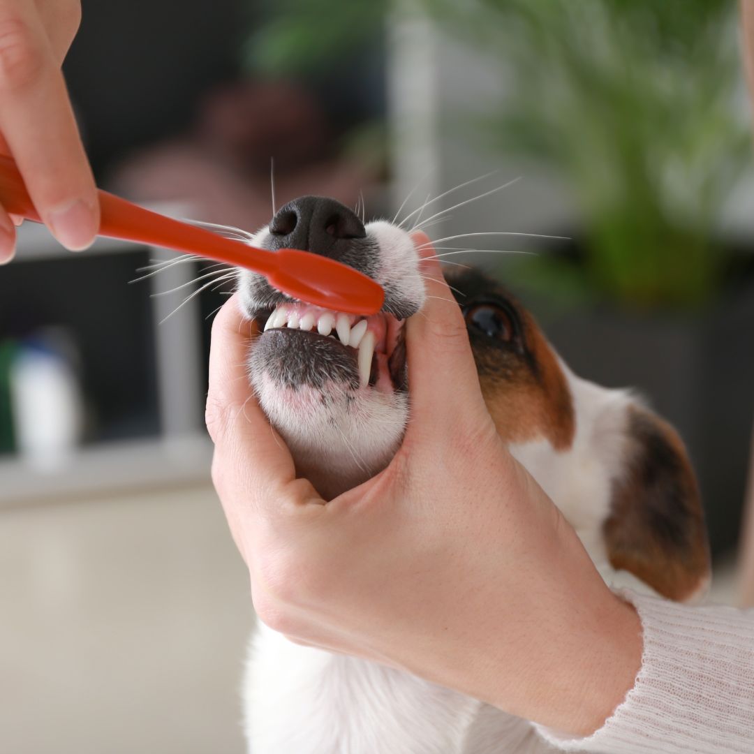 Dog getting teeth brushed