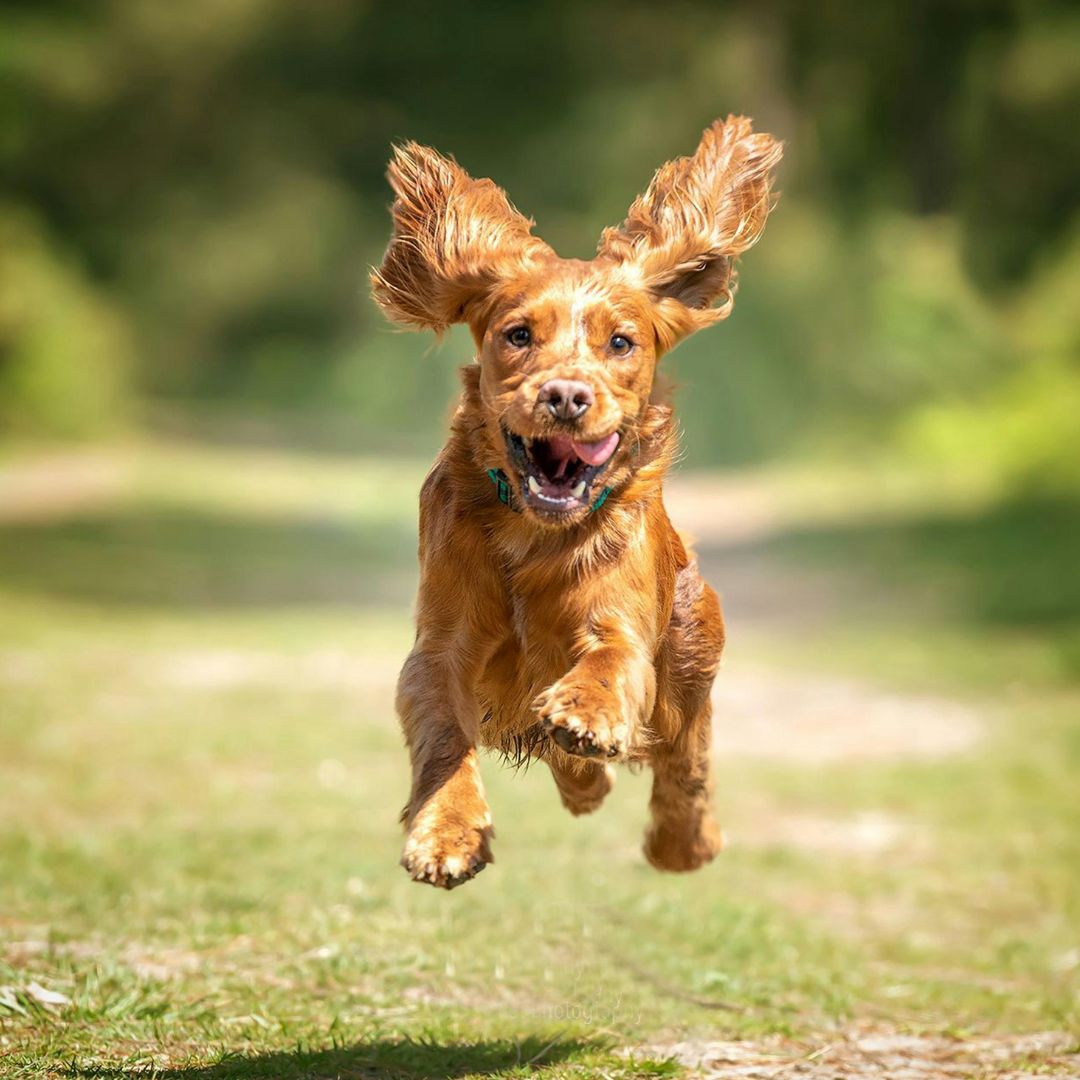 Golden dog running in grass