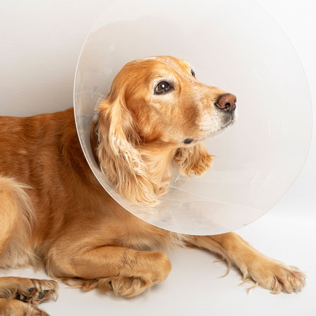 Golden dog wears protective cone