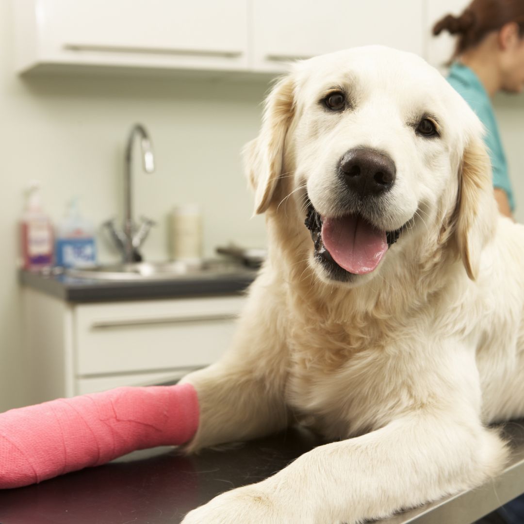 Golden retriever at the vet
