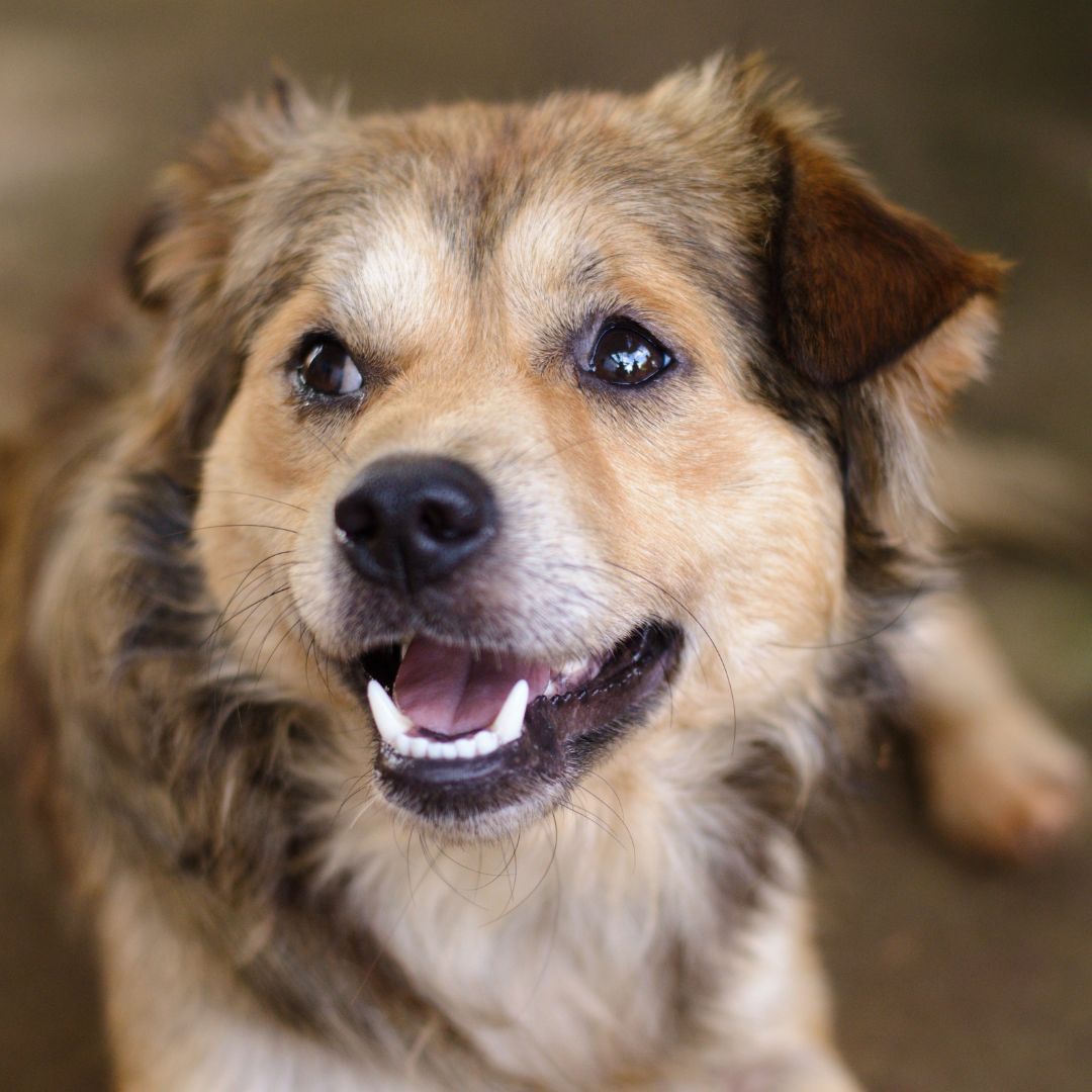 Happy brown dog looking upwards
