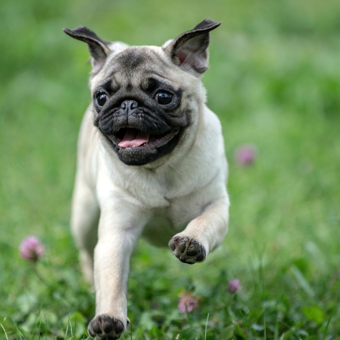 Person holding happy cute puppy