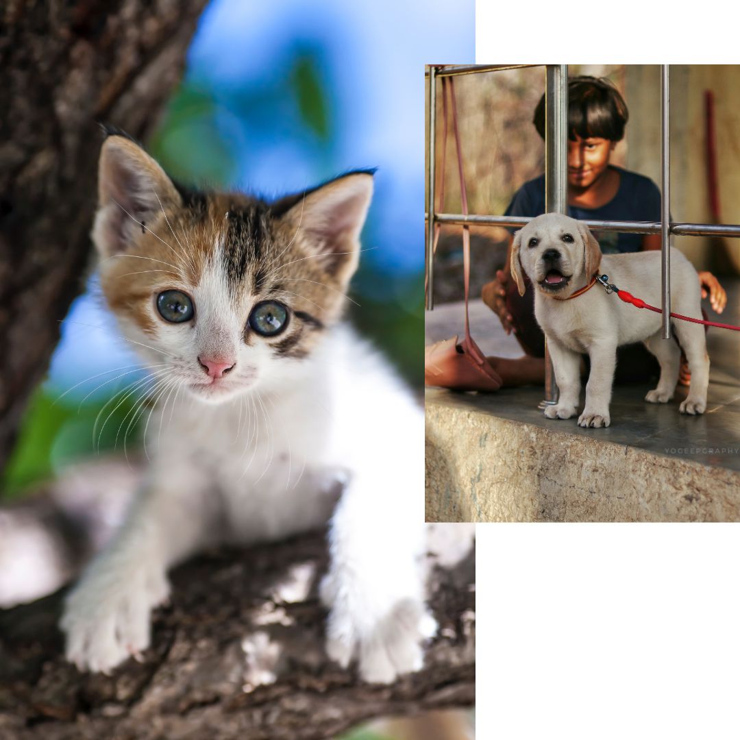 Kitten in tree, puppy on leash