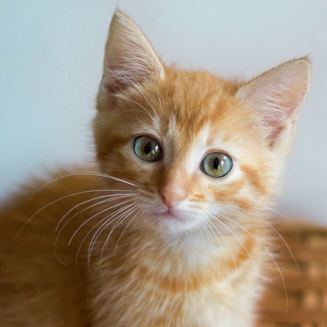 Person holding happy cute puppy