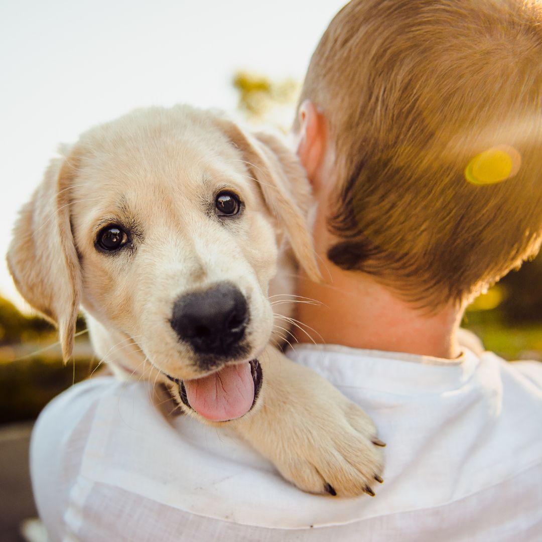 Person holding happy cute puppy