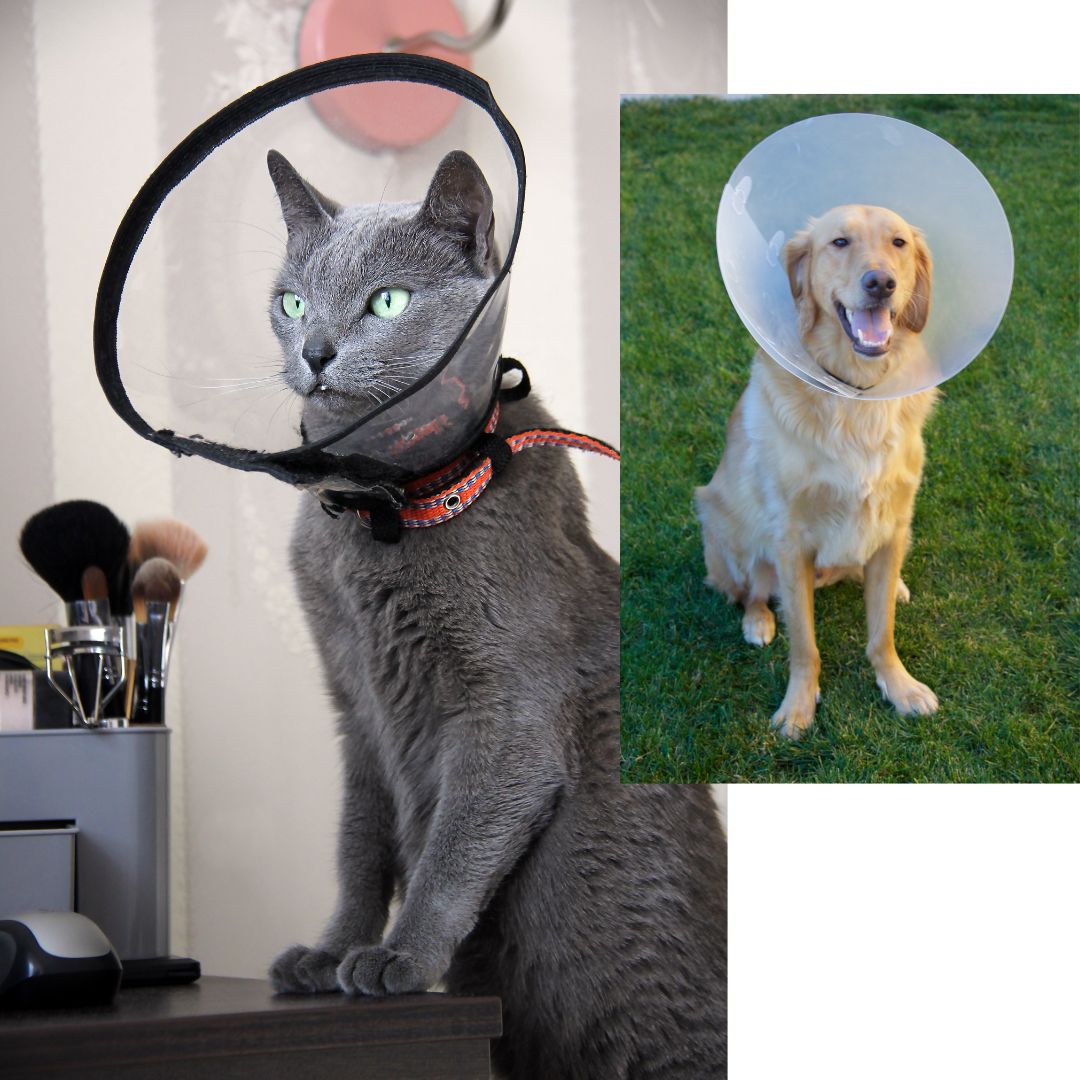 Pets in cones of shame