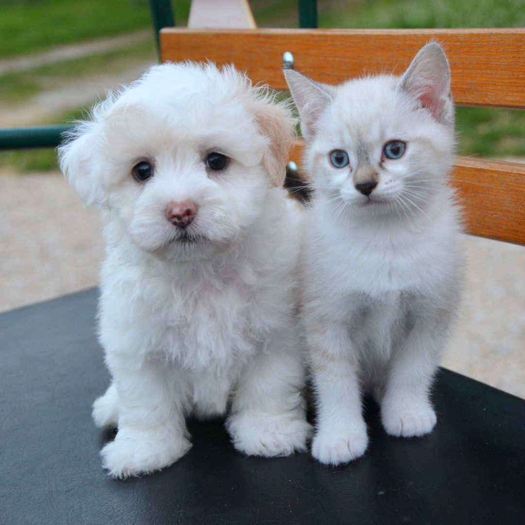 Puppy and kitten sitting together