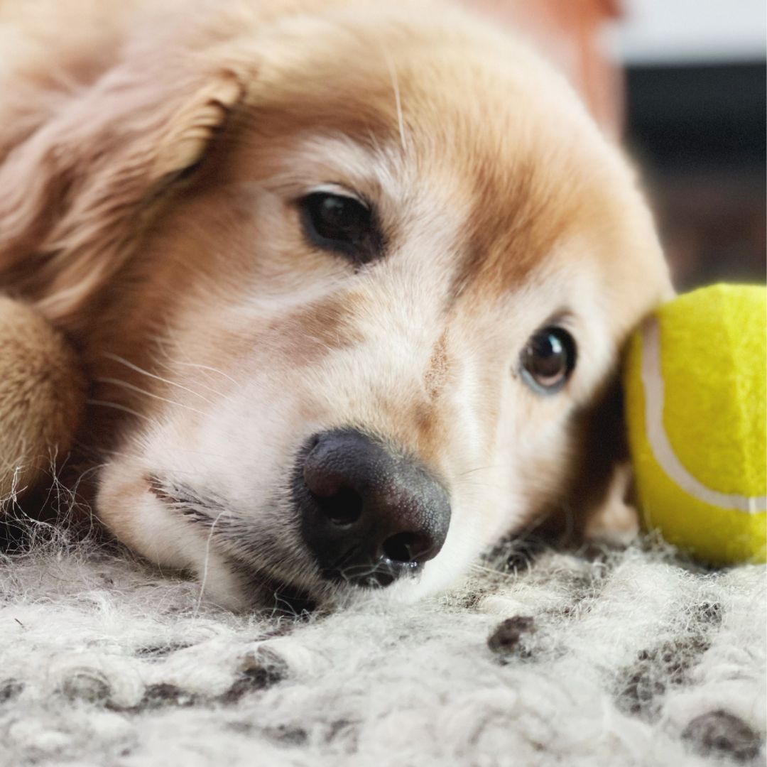 Sleepy dog resting head on rug