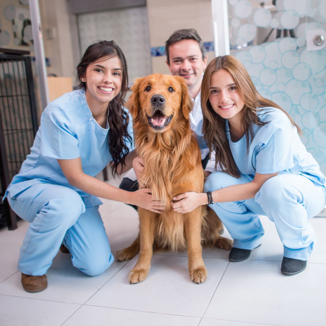 Veterinarians with Golden Retriever