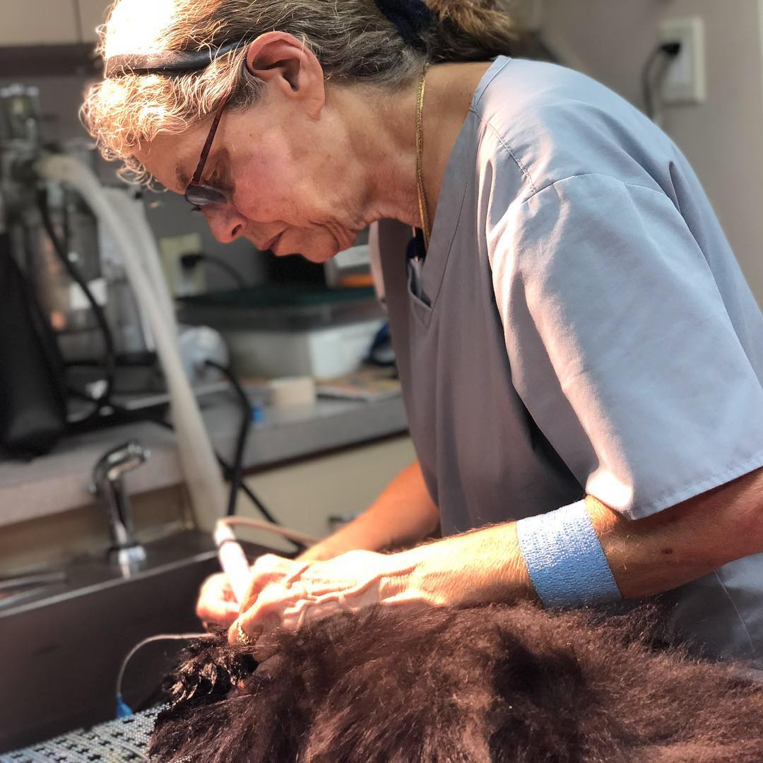 Cute kitten being held gently