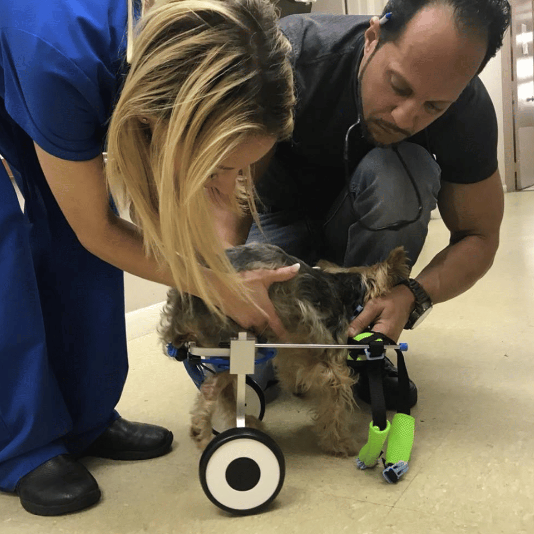 Veterinarian examining a corgi dog