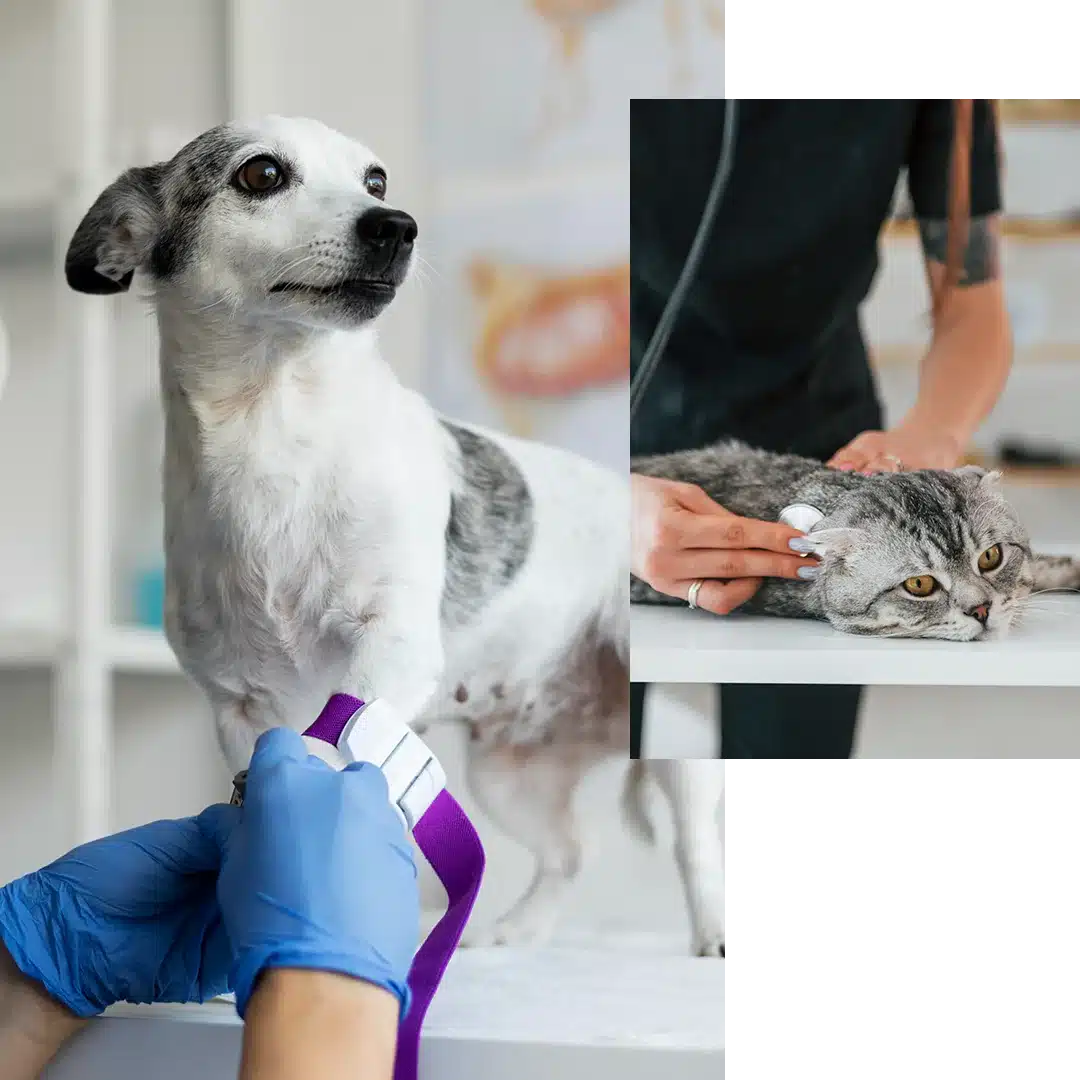 Cat at window vet picture