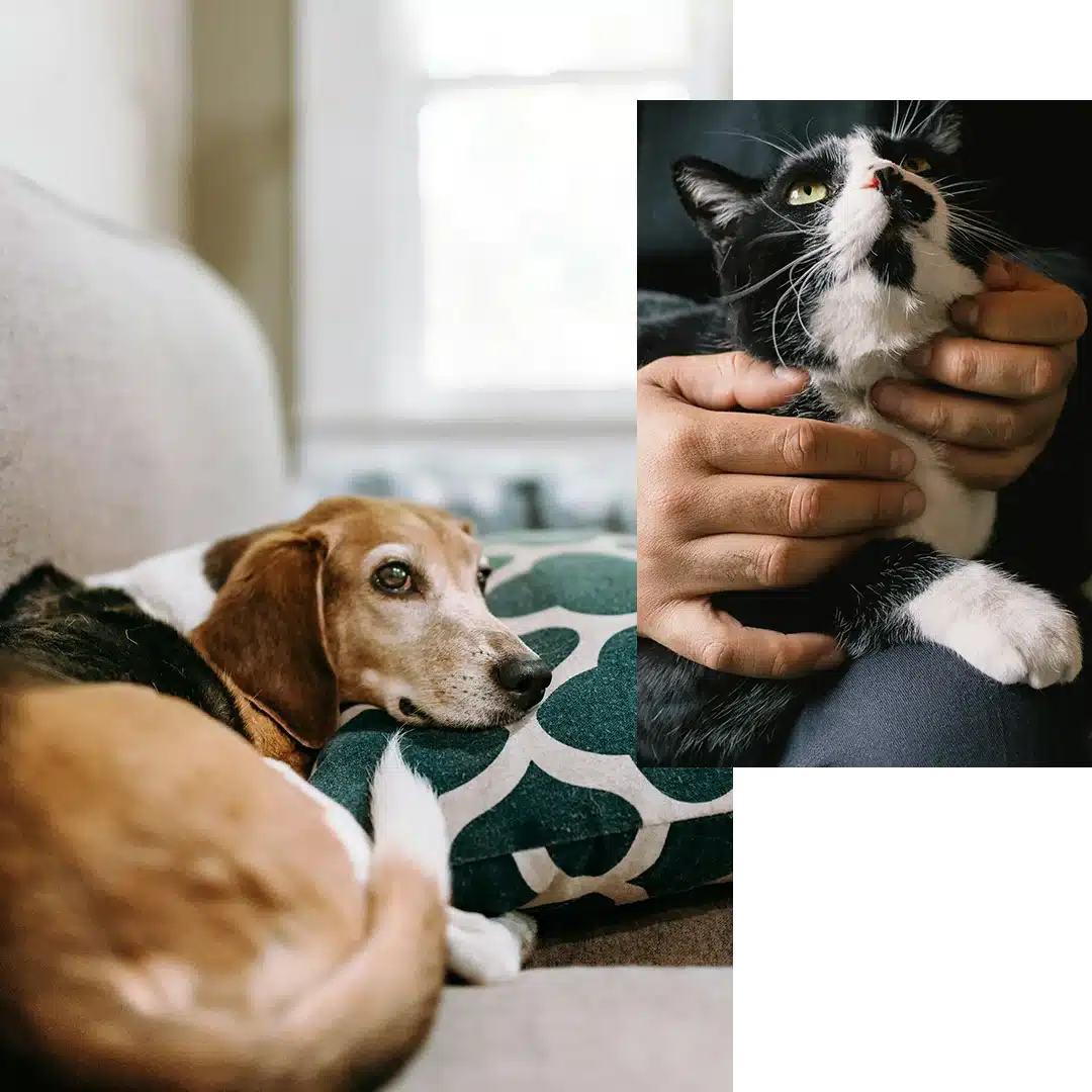 A collage of a elderly cat and dog