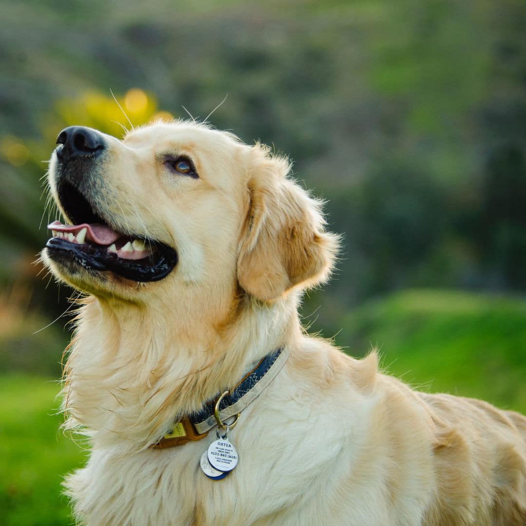 A golden dog outside looking up