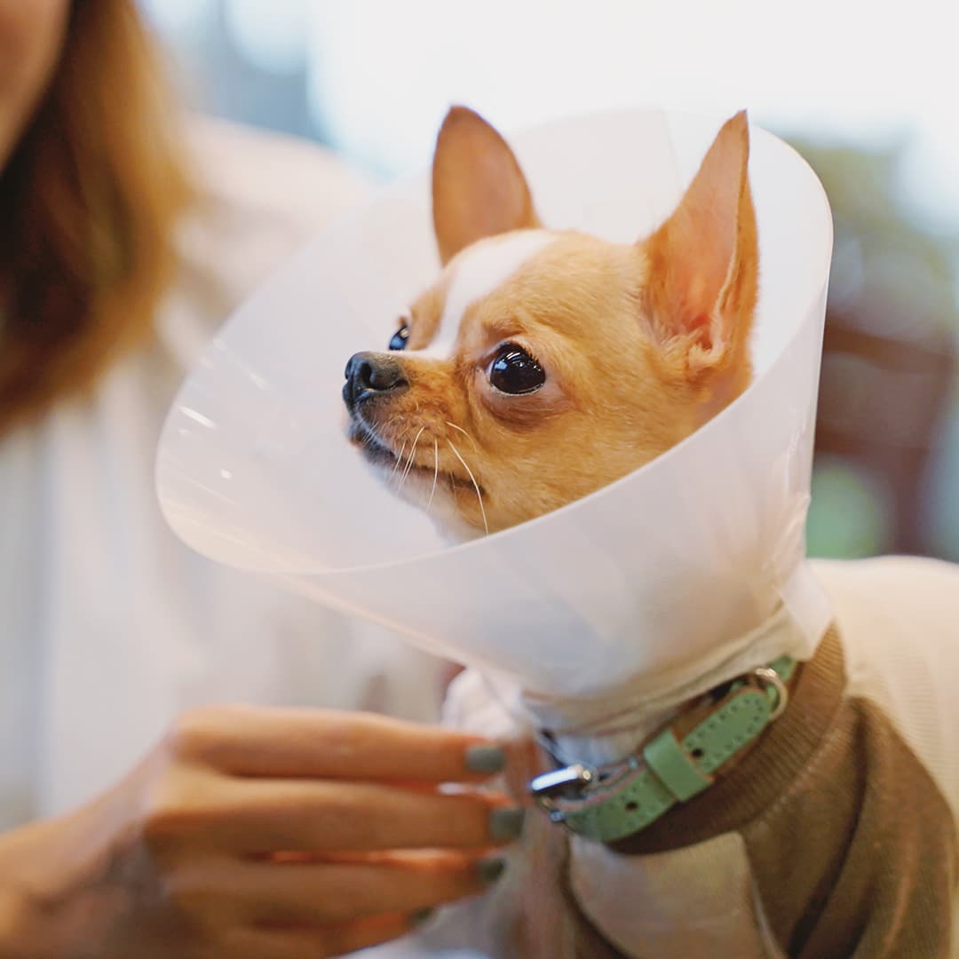 A small dog in a safety cone after surgery