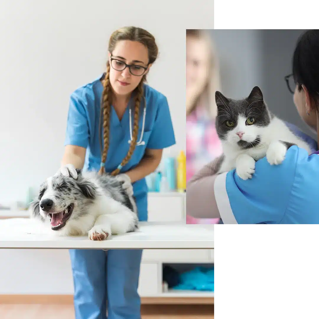 Collage of a cat and a dog at a veterinary appointment
